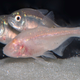 Illustration for article titled Inside the bizarre evolution of blind, albino cavefish